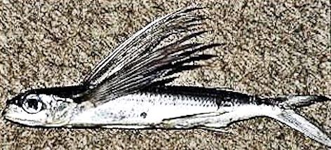 Exocoetus volitans_02
